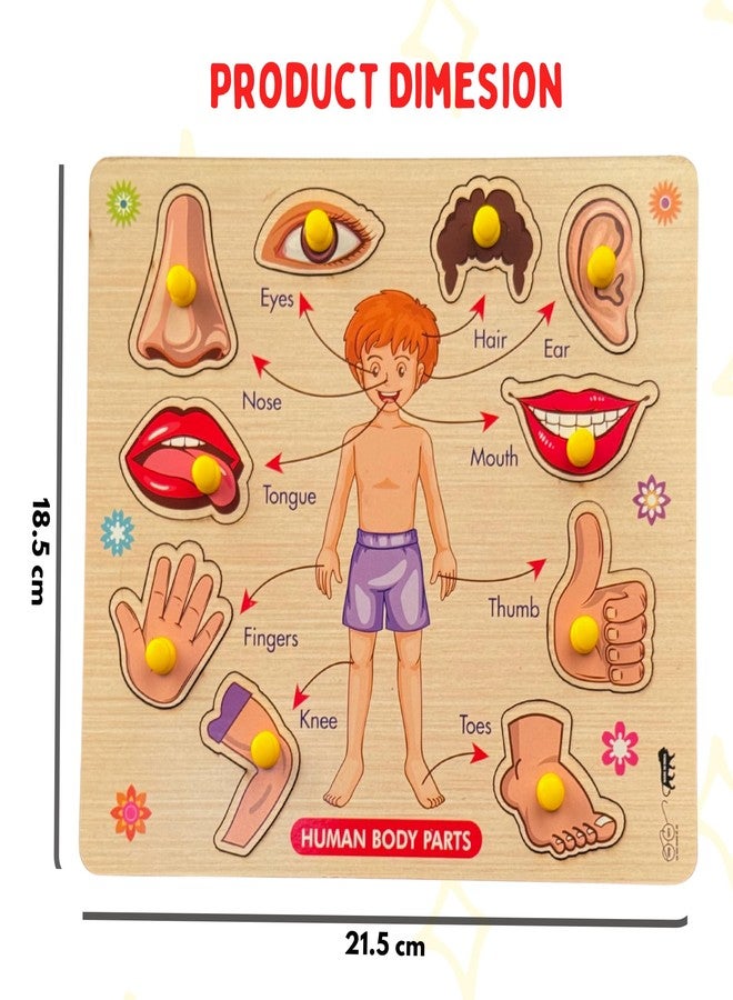 BuGBee Wooden Body Parts Puzzle for Kids | Montessori Human Body Parts Learning Peg Board | Educational Wooden Jigsaw Toy for Toddlers 2 3 4 5+ Years - Image 4